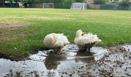 Ducks