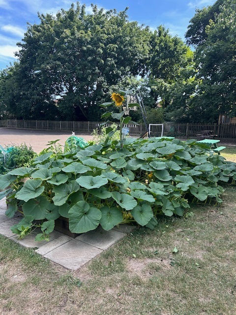 Allotment 1