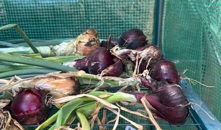 Allotment 4