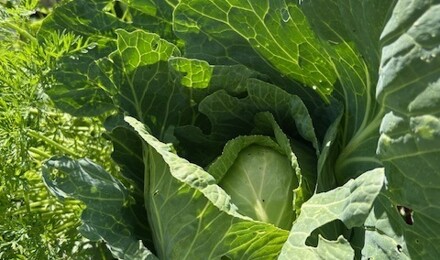 Allotment